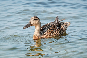 Female Mallard in the sea