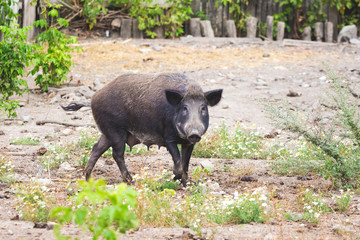 Wild boar in nature in search of food_