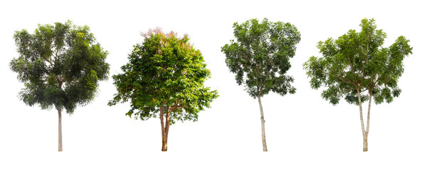 Obraz premium collection of tree isolated on white background