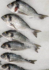 stand de poisson /dorade