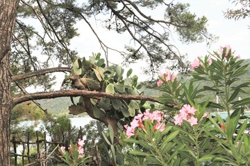 Flowers on a tree