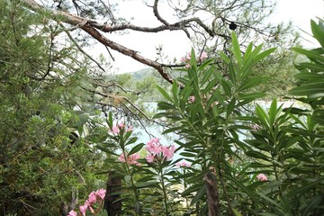 Flowers in the park