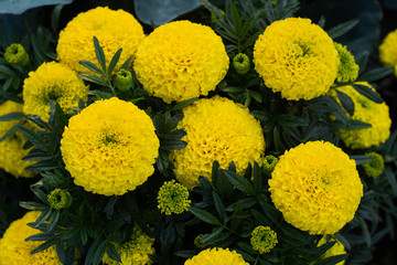 Close-up of beautiful marigold blossom