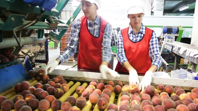 Young women in uniform working on peaches sorting line at warehouse, checking quality of fruits