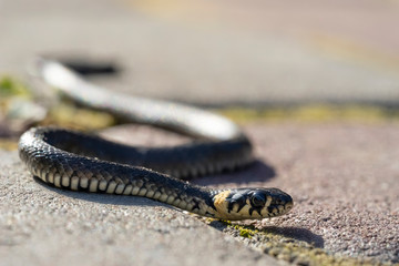 little grass snake(Natrix natrix) on the garden path, non-venomous snake, close-up.