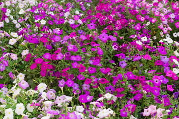petunia flowers in the garden