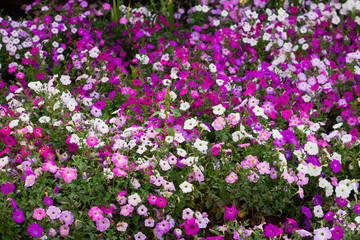 petunia flowers in the garden