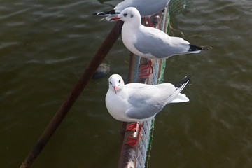 seagull on the beach