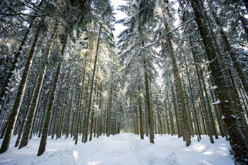 Winterurlaub und Wandern in Lenzkirch im Schwarzwald bei Schnee