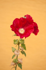 Obraz premium Closeup of red Hollyhock on yellow background