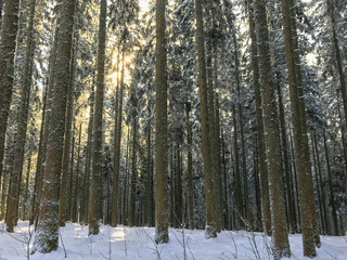 Obraz na płótnie Canvas Winterurlaub und Wandern in Lenzkirch im Schwarzwald bei Schnee