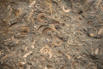An ancient petrified shell in a limestone stone at an archaeological site. Ancient marine petrified animals and artifacts. Texture