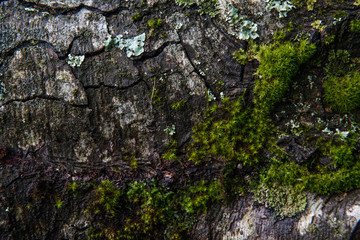 green moss texture on tree bark