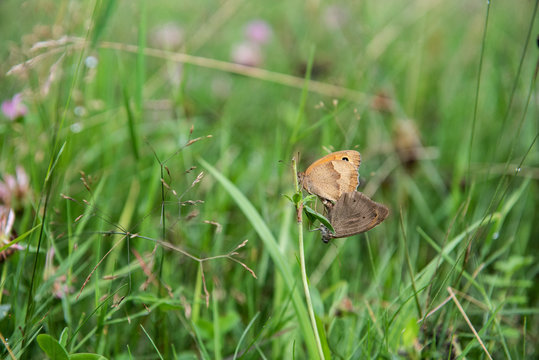 two butterflies mate on green grass close-up - Powered by Adobe