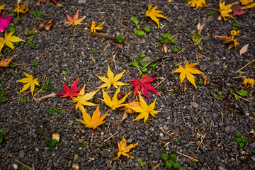 maple on the ground