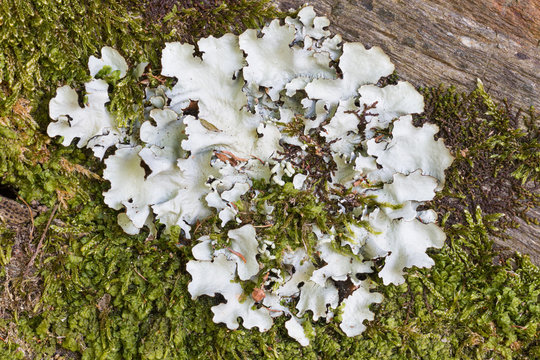 Closeup of lichen growing on stone and musk