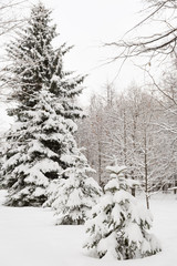 Christmas tree covered with snow in a winter forest. Preparing for the celebration of Christmas and New Year. Beautiful nature.