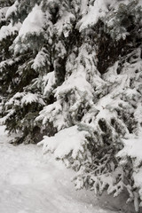 Closeup of a Christmas tree with snow. Festive season and christmas concept