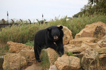 ours du tibet dans la nature