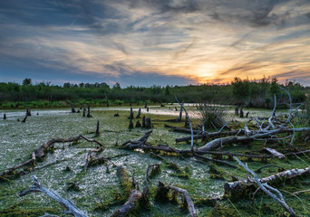 Diepholz Bog in Low Saxony, Germany