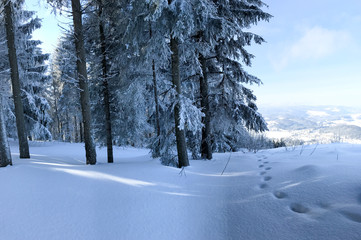 Winterurlaub und Wandern in Lenzkirch im Schwarzwald bei Schnee