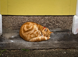 cat at the doorstep - St. Ives - Cornwall