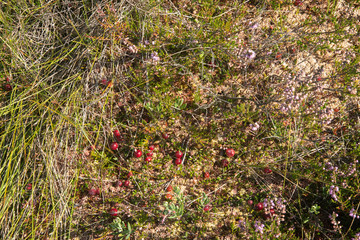 Wild cranberries in Yelnya swamp - National Landscape Reserve, Belarus