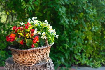 Ornamental basket with red and white flowers and green leafs background