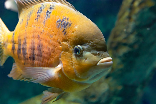 Beautiful aquarium fish cichlasoma bocourti, neetroplus bocourti, herichthys bocourti