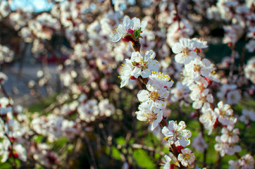 Beautiful blooming apricot tree branch with white flowers growing in a garden. Spring nature.