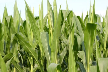 Obraz premium A close view of the green cornstalk leaves in the cornfield. 