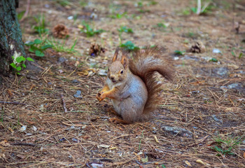 Naklejka na ściany i meble Cute funny fluffy red squirrel looking for food near pine tree in the spring city park 