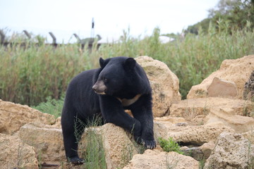 ours du tibet dans la nature