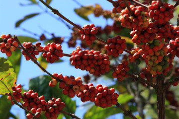 Coffee tree with coffee bean on cafe plantation, Kerala, India