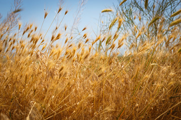 Wheat field. Harvesting and thanksgiving day