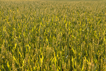 Wheat field and countryside scenery