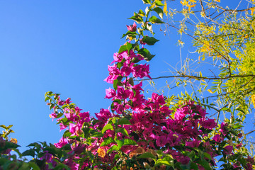 Obraz na płótnie Canvas flowers and bushes on the blue sky of the beach of huelva spain