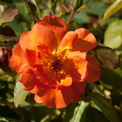 Naklejka premium Belle rose orangé