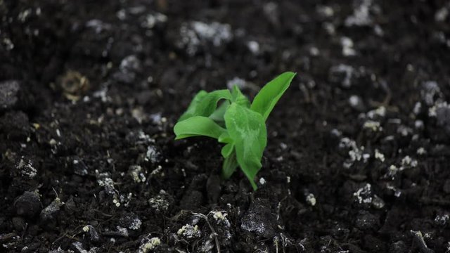drying green grass plant time lapse, no rain, no water, no life, dying of nature, drought concept, global warming, isolated on black, dead wilted plant, dying plant