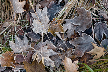 france,île de france : feuilles d' hiver en  forêt