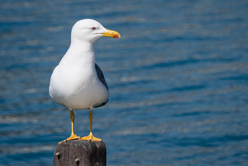 Möve am Wasser sitzend auf einem Pfahl