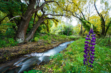 Awesome landscape in Arrow Park surrounding with big trees, green forset, creek and popular Lupine flower in Arrowtown, South New Zealand. - Powered by Adobe
