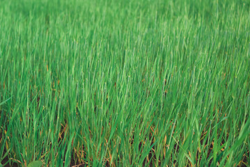 Green wheat field in sunset. Nice weather. Beautiful landscape