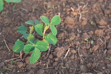 Shoots of green beans sprouts on field close up