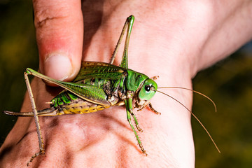 Large green grasshopper on hand