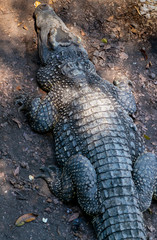 Crocodile or alligator close-up portrait