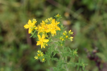 Echtes Johanniskraut