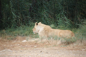 lion allongé au sol