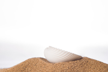Fototapeta na wymiar Seashell in the sand on the beach on a white background
