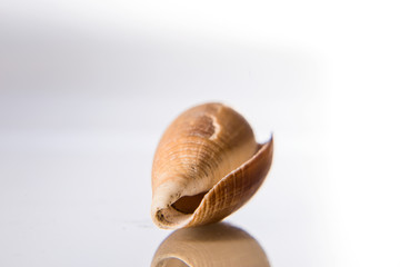Seashell and reflection in glass on a white background